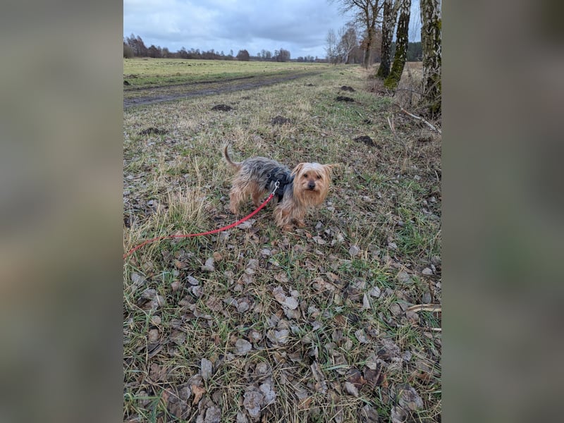 Fido auf Pflegestelle