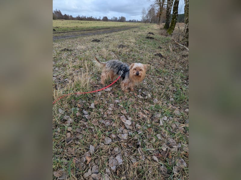 Fido auf Pflegestelle