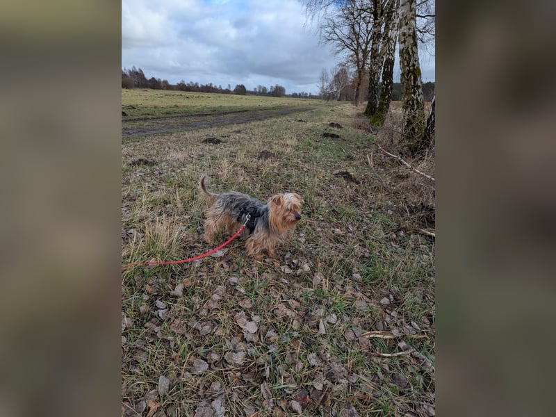 Fido auf Pflegestelle