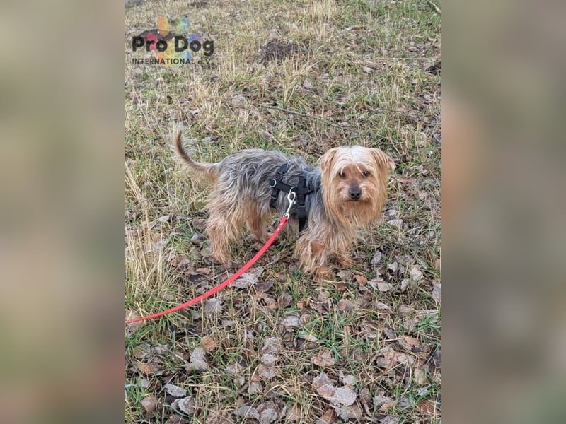 Fido auf Pflegestelle