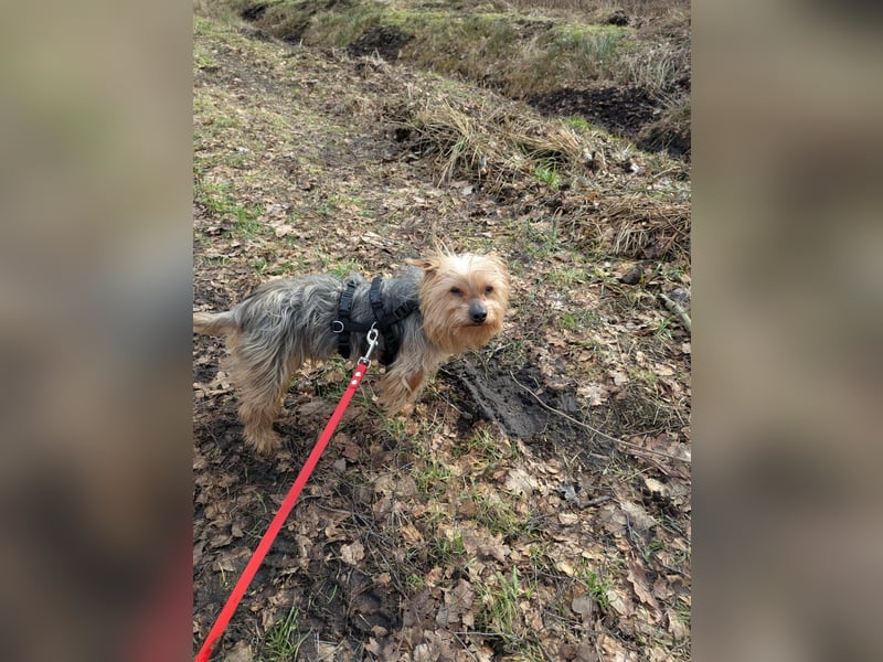 Fido auf Pflegestelle