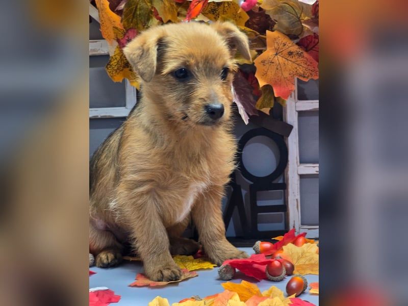 Maja - kleiner Yorkimix sucht Zuhause!