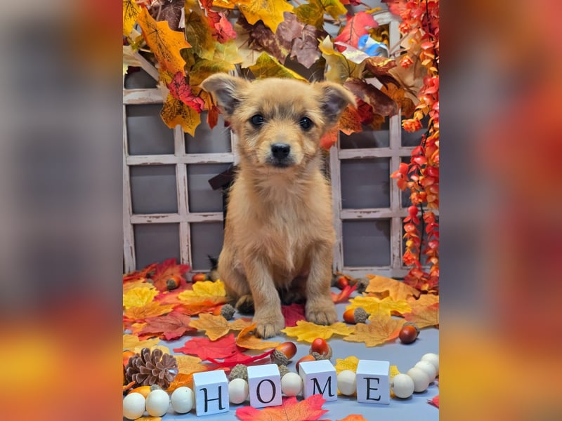 Max - kleiner Herzensbrecher!