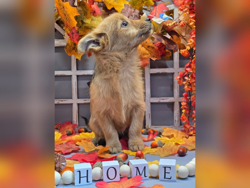 Max - kleiner Herzensbrecher!