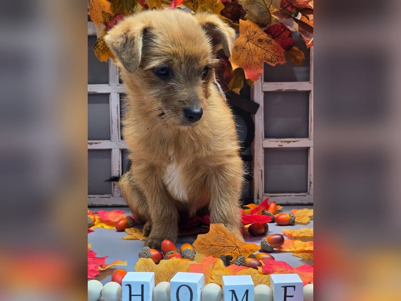 Maja - kleiner Yorkimix sucht Zuhause!