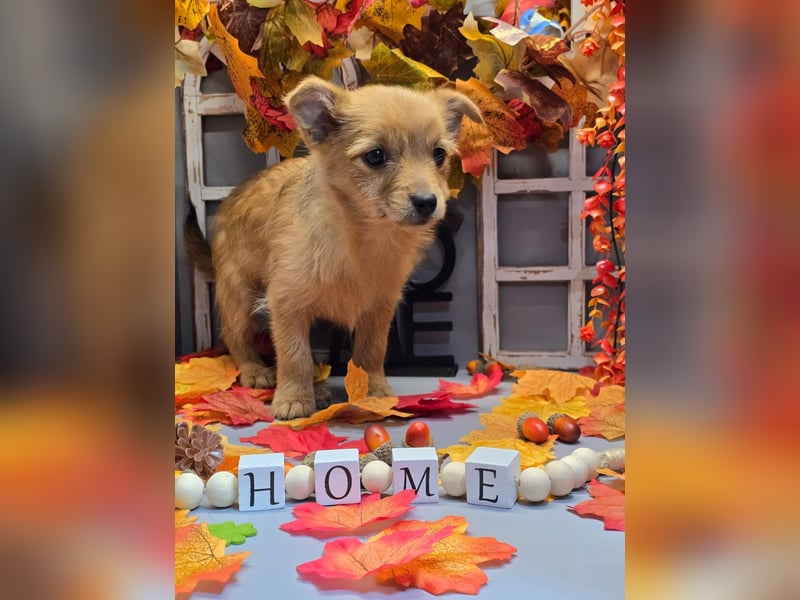 Max - kleiner Herzensbrecher!