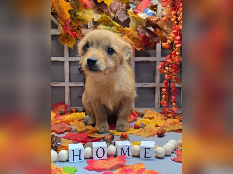 Max - kleiner Herzensbrecher!