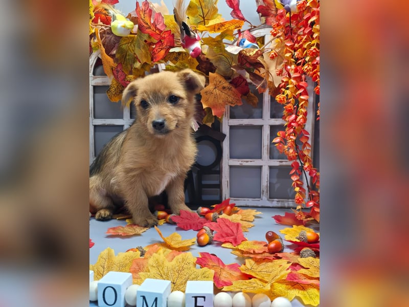 Maja - kleiner Yorkimix sucht Zuhause!