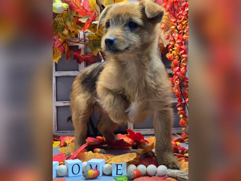 Maja - kleiner Yorkimix sucht Zuhause!