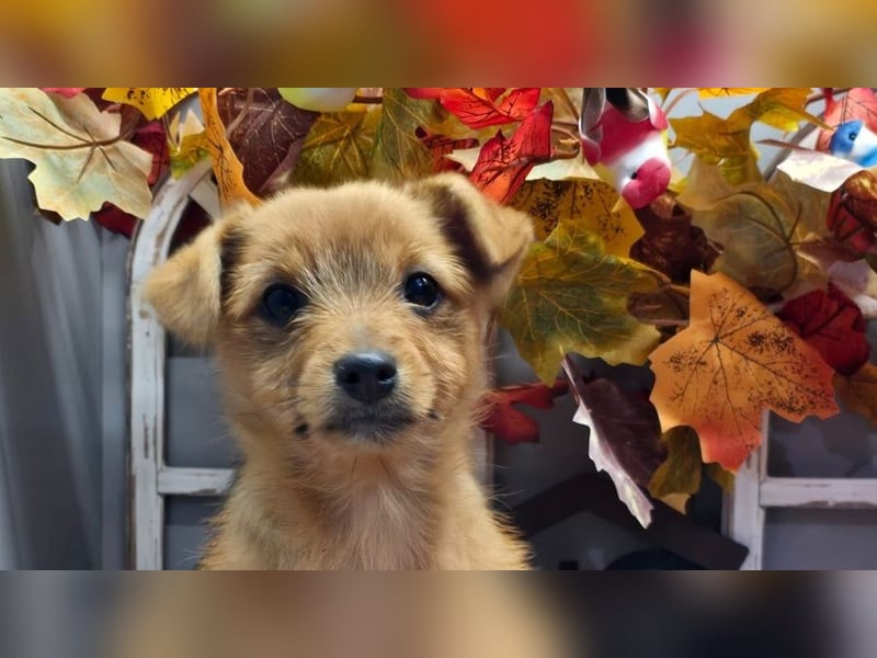 Maja - kleiner Yorkimix sucht Zuhause!