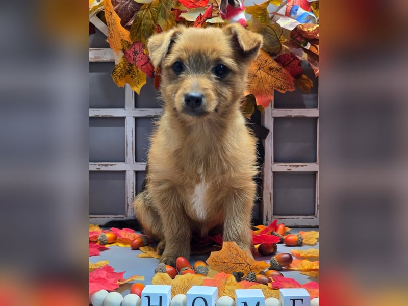 Maja - kleiner Yorkimix sucht Zuhause!