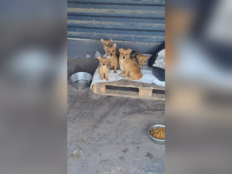 Max - kleiner Herzensbrecher!