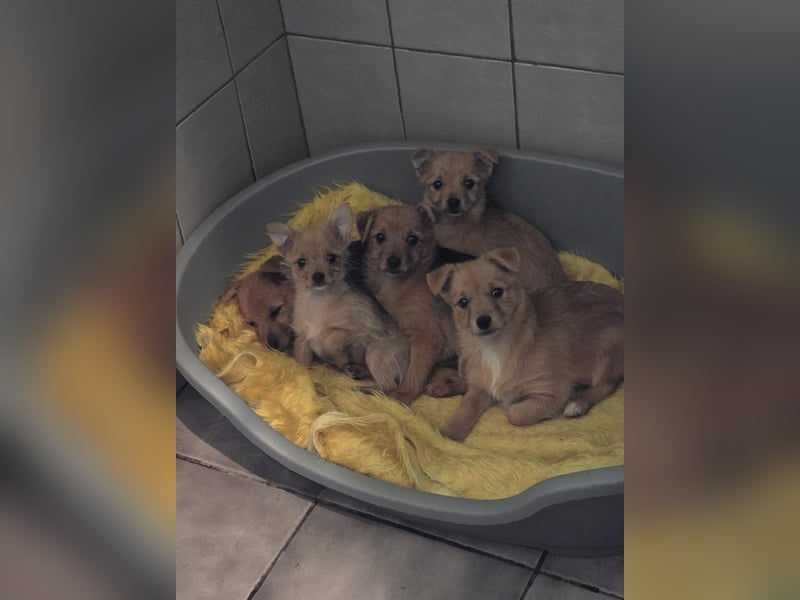 Maja - kleiner Yorkimix sucht Zuhause!