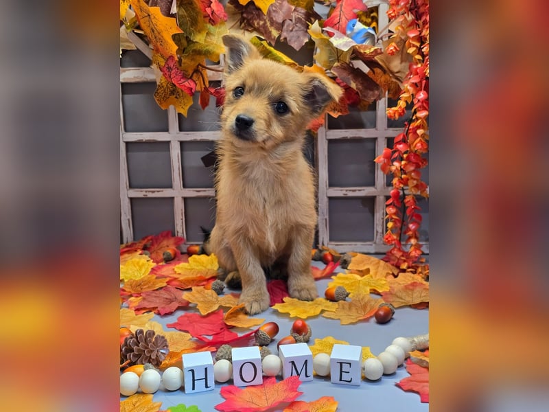 Max - kleiner Herzensbrecher!