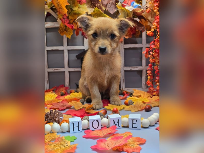 Max - kleiner Herzensbrecher!