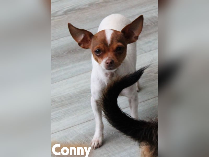 Liebevolle Yorkshire Terrier/ Chihuahua Prager Rattler Mischlinge