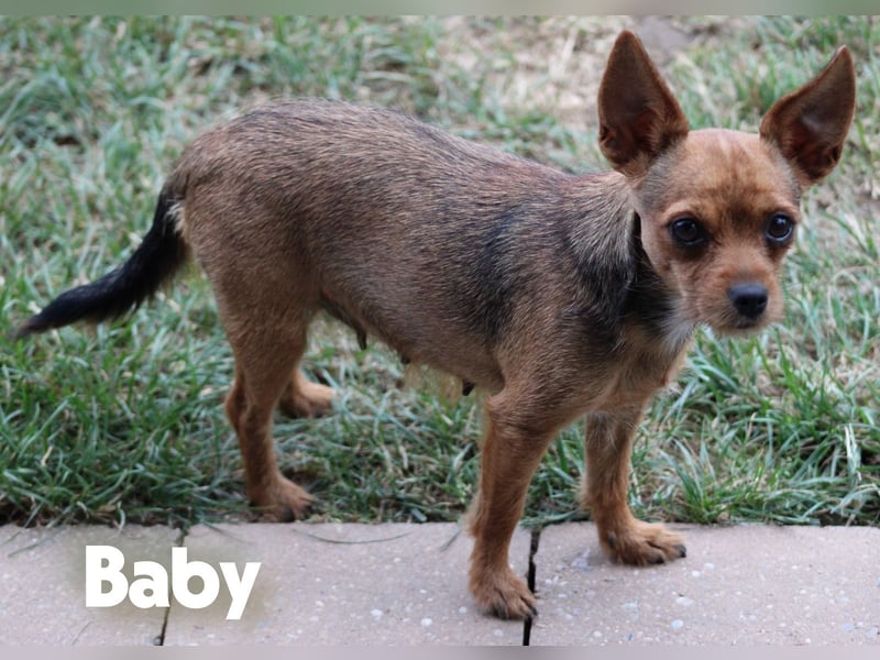 Liebevolle Yorkshire Terrier/ Chihuahua Prager Rattler Mischlinge