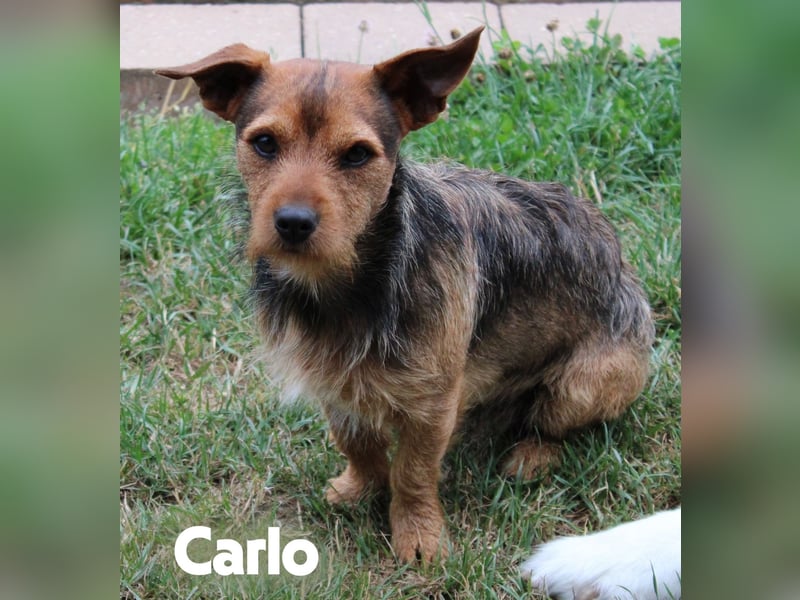 Liebevolle Yorkshire Terrier/ Chihuahua Prager Rattler Mischlinge