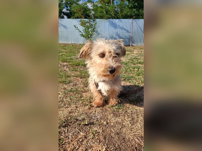 Zuckersüße kleine Tiffy