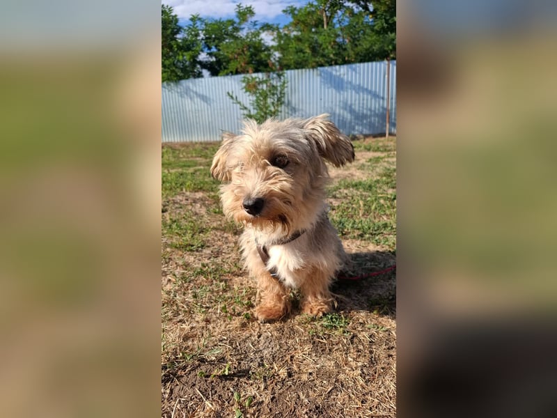 Zuckersüße kleine Tiffy