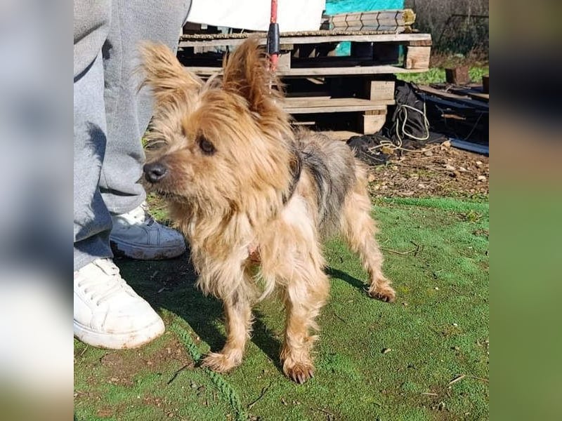 Liebenswerte FRIDA-brav, gehorsam, gesellig, zärtlich, sucht liebevolle Für-immer-Familie