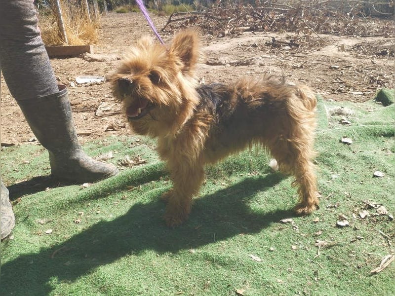 Liebenswerte FRIDA-brav, gehorsam, gesellig, zärtlich, sucht liebevolle Für-immer-Familie