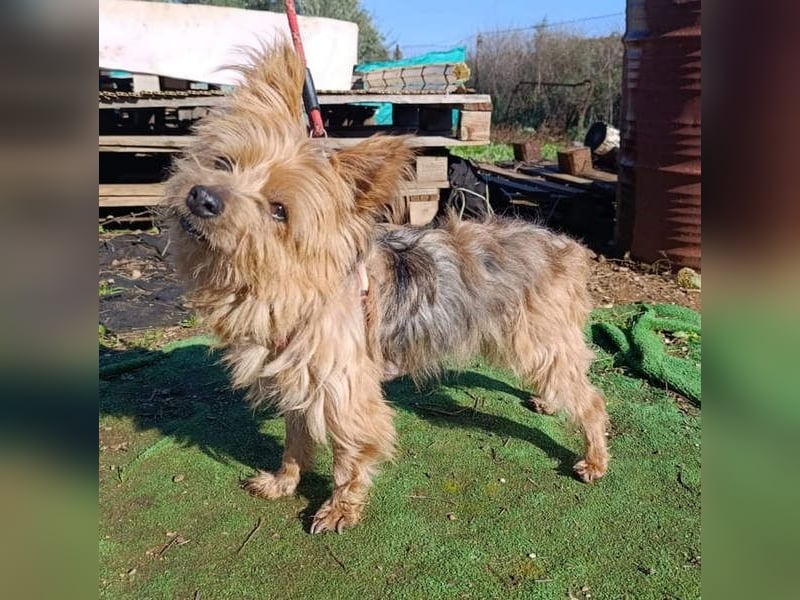 Liebenswerte FRIDA-brav, gehorsam, gesellig, zärtlich, sucht liebevolle Für-immer-Familie