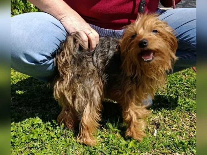 PERLA-unglaublich liebe, anhängliche, sanfte kleine Hündin sucht liebevolles Für-immer-Zuhause