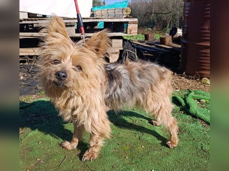 Liebenswerte FRIDA-brav, gehorsam, gesellig, zärtlich, sucht liebevolle Für-immer-Familie