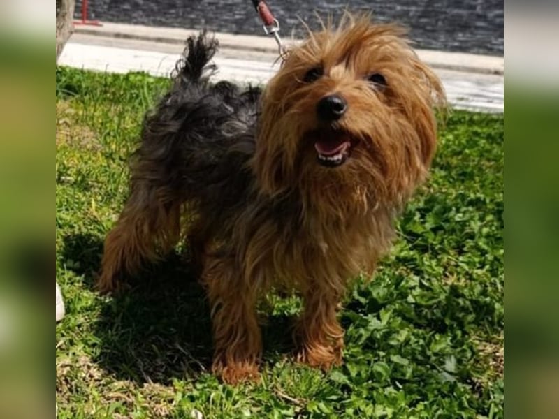 PERLA-unglaublich liebe, anhängliche, sanfte kleine Hündin sucht liebevolles Für-immer-Zuhause