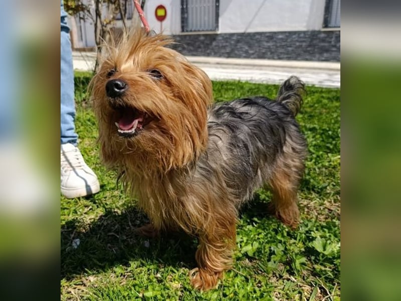 PERLA-unglaublich liebe, anhängliche, sanfte kleine Hündin sucht liebevolles Für-immer-Zuhause