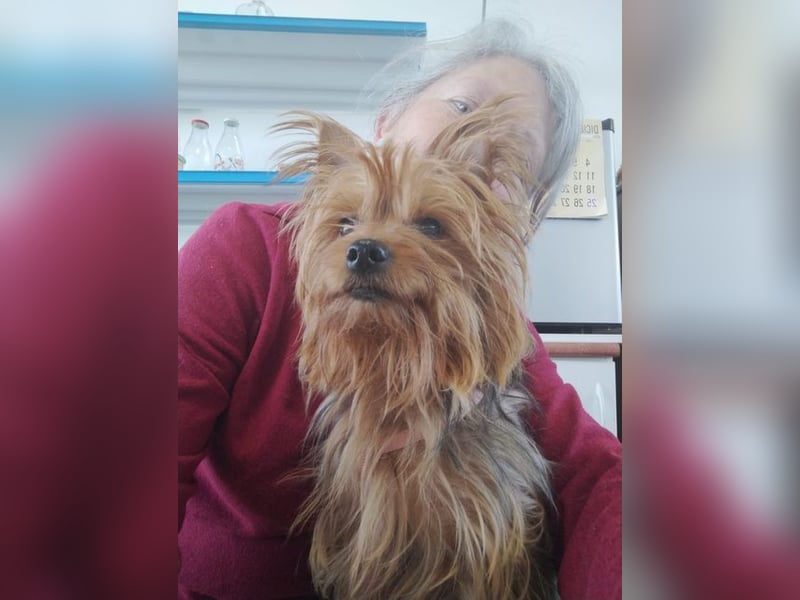 PERLA-unglaublich liebe, anhängliche, sanfte kleine Hündin sucht liebevolles Für-immer-Zuhause