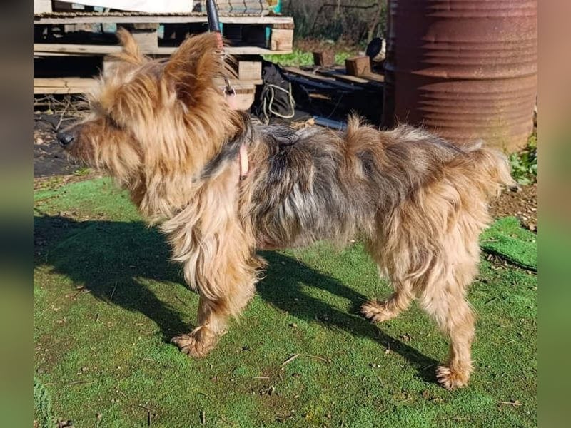 Liebenswerte FRIDA-brav, gehorsam, gesellig, zärtlich, sucht liebevolle Für-immer-Familie