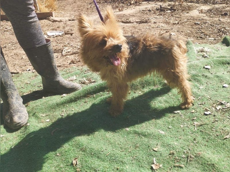 Liebenswerte FRIDA-brav, gehorsam, gesellig, zärtlich, sucht liebevolle Für-immer-Familie