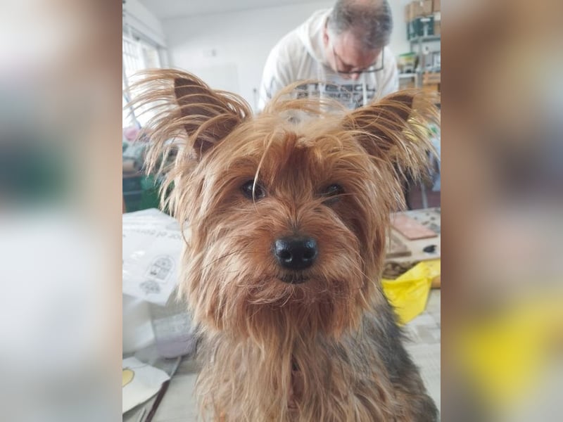 PERLA-unglaublich liebe, anhängliche, sanfte kleine Hündin sucht liebevolles Für-immer-Zuhause