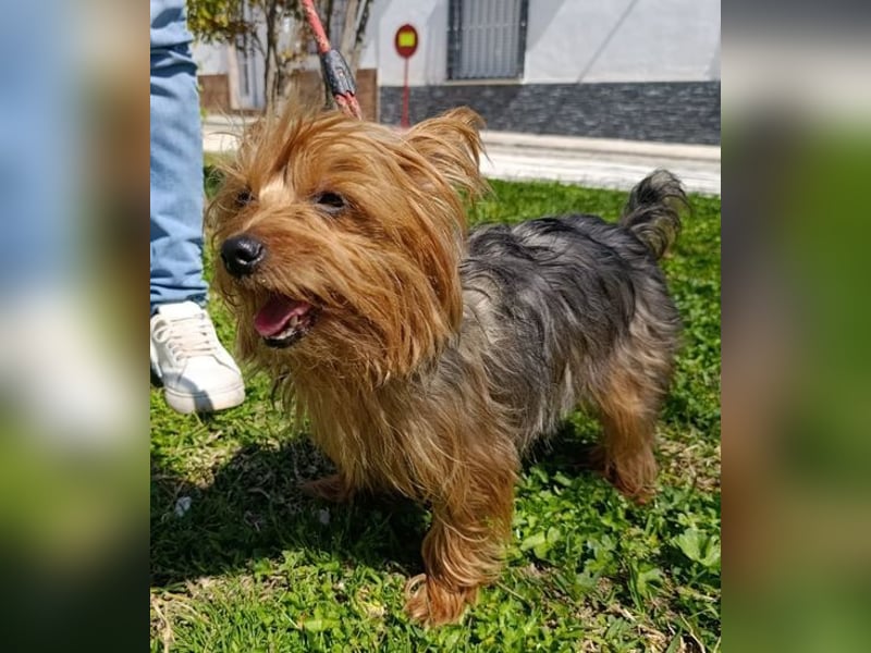 PERLA-unglaublich liebe, anhängliche, sanfte kleine Hündin sucht liebevolles Für-immer-Zuhause