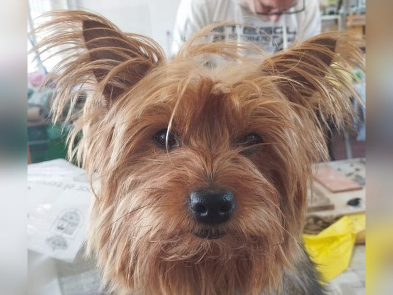 PERLA-unglaublich liebe, anhängliche, sanfte kleine Hündin sucht liebevolles Für-immer-Zuhause