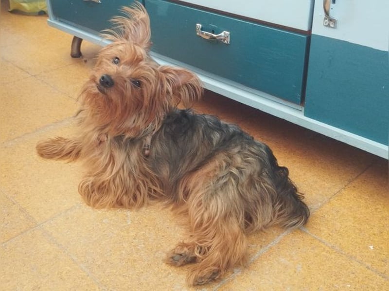 PERLA-unglaublich liebe, anhängliche, sanfte kleine Hündin sucht liebevolles Für-immer-Zuhause