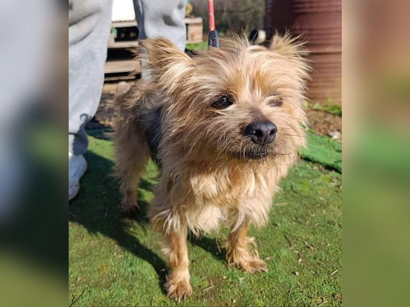 Liebenswerte FRIDA-brav, gehorsam, gesellig, zärtlich, sucht liebevolle Für-immer-Familie