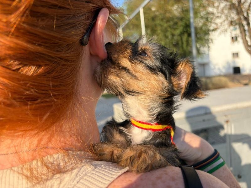 BRUNO - wer hat für immer ein liebevolles, behütetes Körbchen für mich?