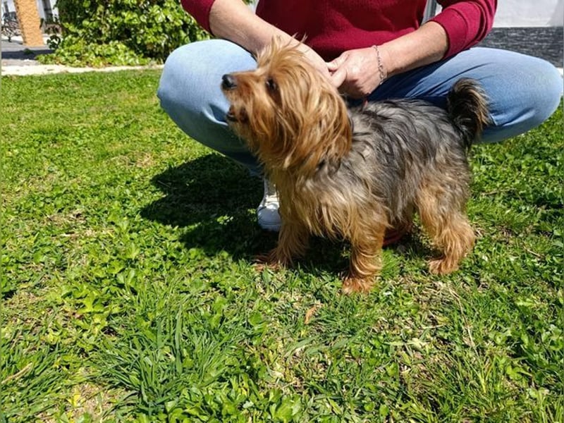 PERLA-unglaublich liebe, anhängliche, sanfte kleine Hündin sucht liebevolles Für-immer-Zuhause