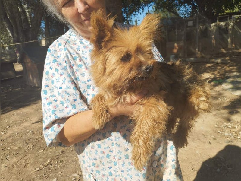 Liebenswerte FRIDA-brav, gehorsam, gesellig, zärtlich, sucht liebevolle Für-immer-Familie