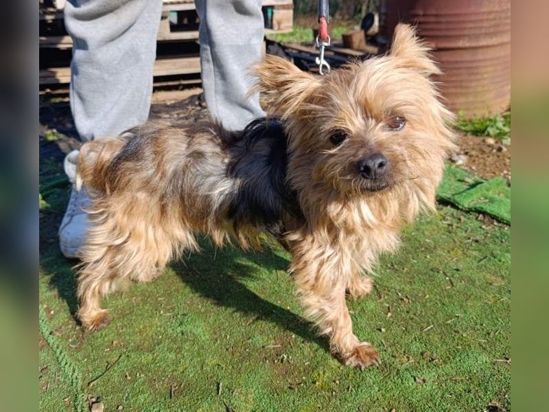 Liebenswerte FRIDA-brav, gehorsam, gesellig, zärtlich, sucht liebevolle Für-immer-Familie