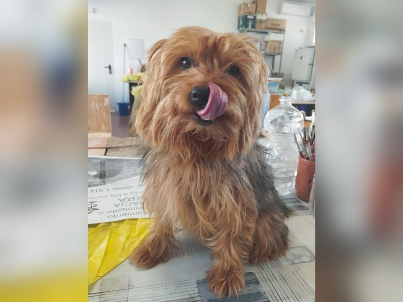 PERLA-unglaublich liebe, anhängliche, sanfte kleine Hündin sucht liebevolles Für-immer-Zuhause