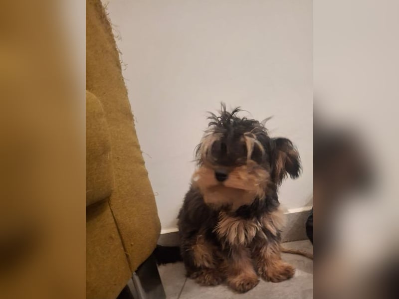 Bezaubernde ILY - fröhliches, gesundes Hundemädchen auf der Suche nach liebevollem Für-immer-Zuhause