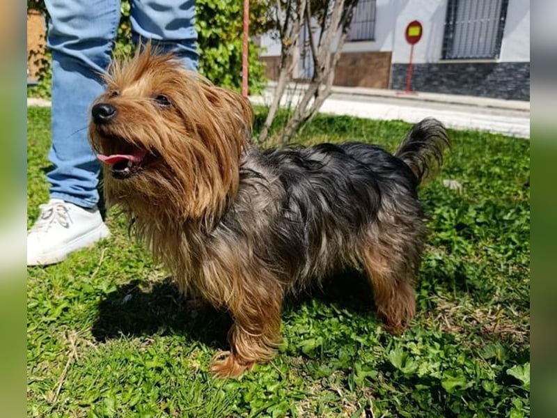 PERLA-unglaublich liebe, anhängliche, sanfte kleine Hündin sucht liebevolles Für-immer-Zuhause