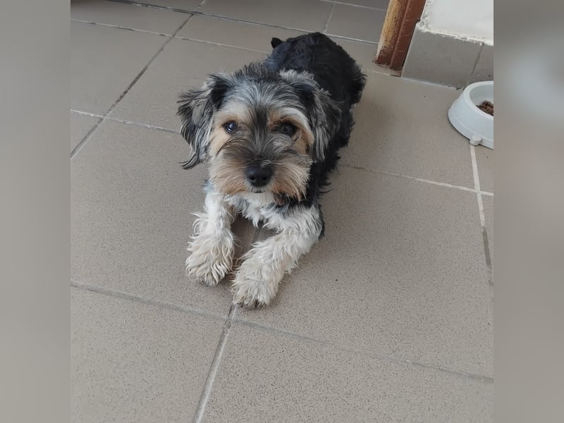 Penny, Yorkshire-Mix, Hündin, geb. am 16.02.2025, ca. 25 cm, 4,9 kg
