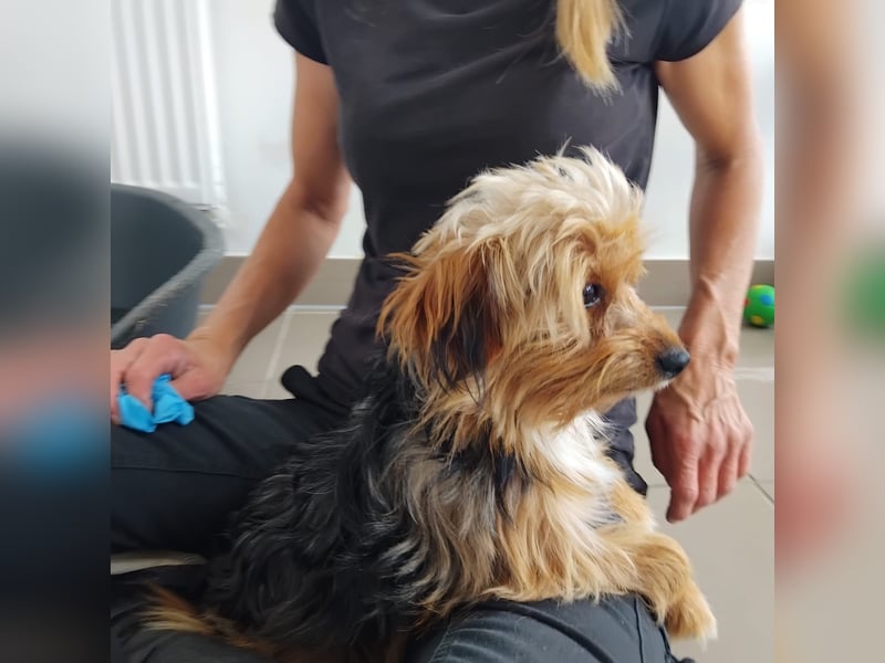 Benny, Yorkshire-Mix, Rüde, ca. 1 Jahr, ca. 25 cm, 3,5 kg