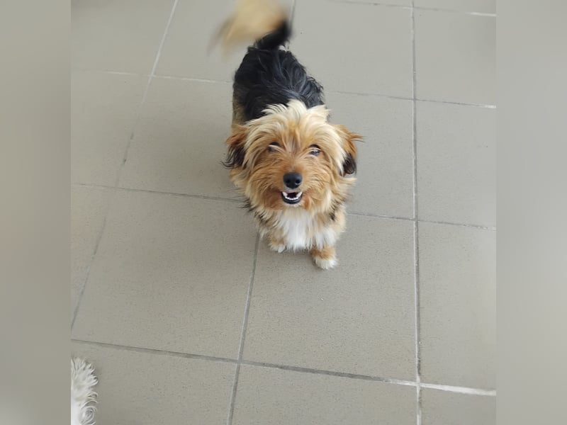 Benny, Yorkshire-Mix, Rüde, ca. 1 Jahr, ca. 25 cm, 3,5 kg