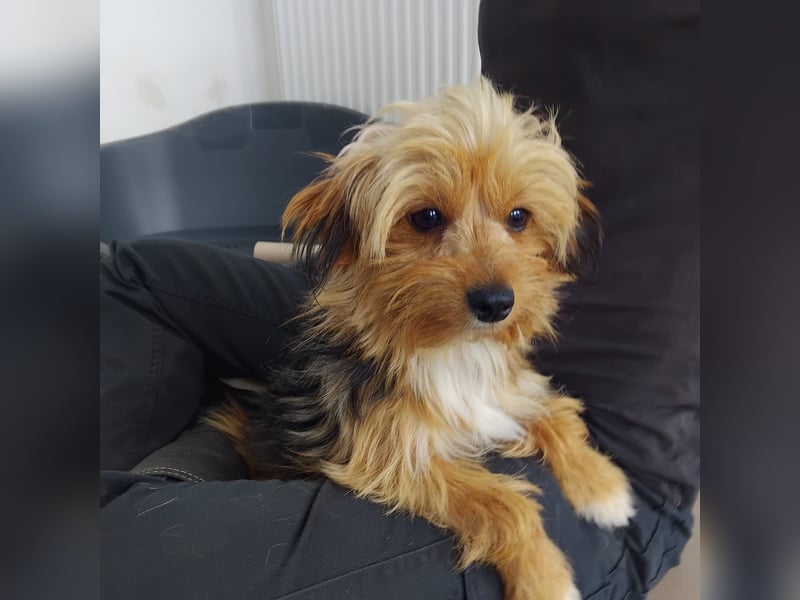 Benny, Yorkshire-Mix, Rüde, ca. 1 Jahr, ca. 25 cm, 3,5 kg